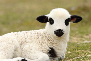 white lamb standing on green lawn