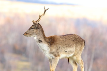 Naklejka na ściany i meble young fallow deer stag