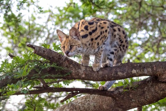 serval in a tree at kruger
