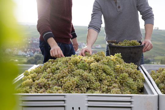 Germany, Bavaria, Volkach, grape harvest