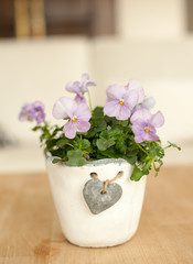 Stiefmütterchen im Wohnzimmer