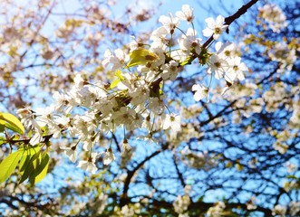 White Spring blossom against a blue sky. 