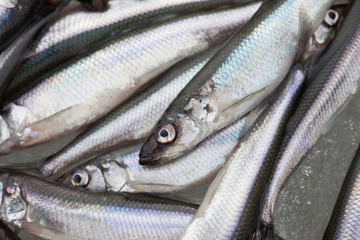fresh smelt fish on the snow