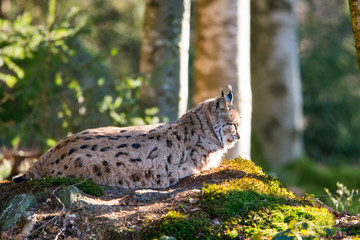 Luchs / lynx 
