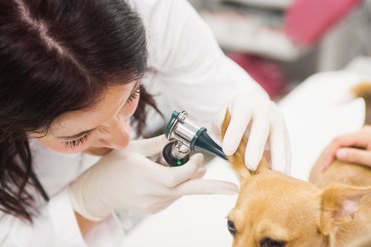 Vet examining ear of dog 