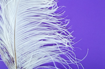 White feather on a purple background