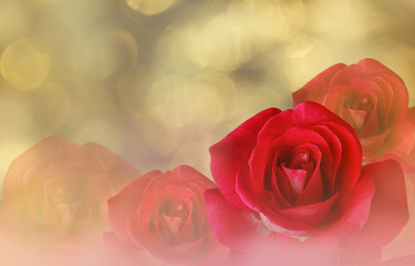 Obraz na płótnie Canvas Romantic red roses on bokeh abstract valentine background