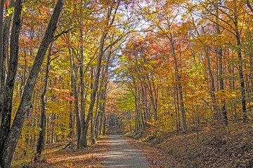 Shaded Path in the Forest in Autumn