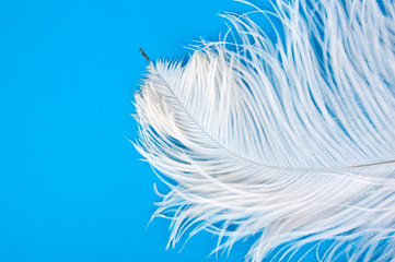 White feather on a blue background