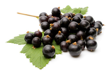 Branch of black currant on a white background.