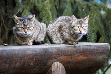 Two domestic cats basking in the sun