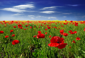 Fototapeta na wymiar red poppy and wild flowers