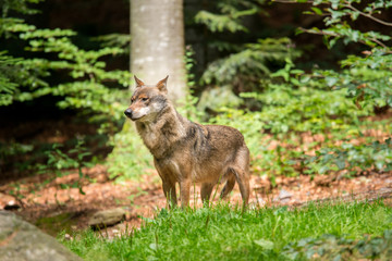 Naklejka premium Der Wolf (Canis lupus)