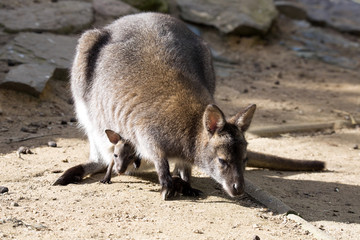 female with young in a pouch, Bennett's wallaby, Macropus rufogriseus © vladislav333222