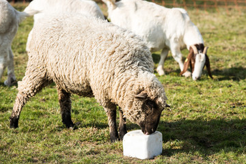 Lamb licking a block of salt