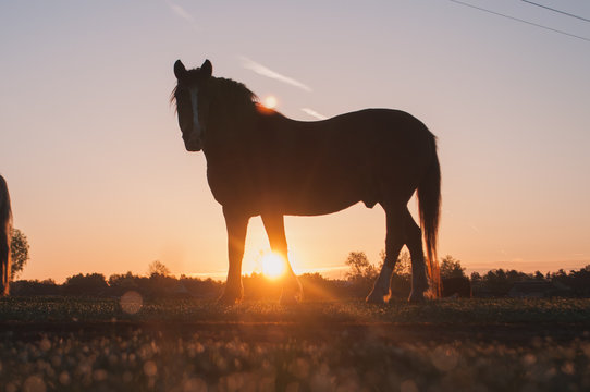 Horses grazing in a meadow