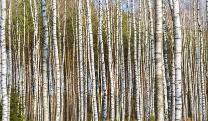 Fototapeta na wymiar Close up of trunks of birch trees in birch forest