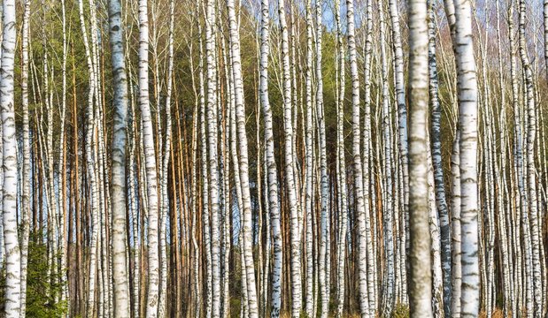 Fototapeta Close up of trunks of birch trees in birch forest