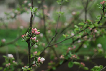  branch of a blossoming apple tree on garden background