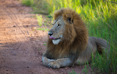 Beautiful lion on the african road