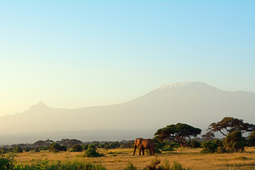 African elephant and the Kilimanjaro, Amboseli National Park, Ke