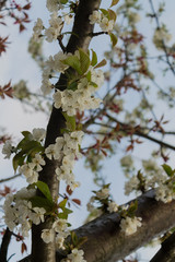 albero di ciliegio