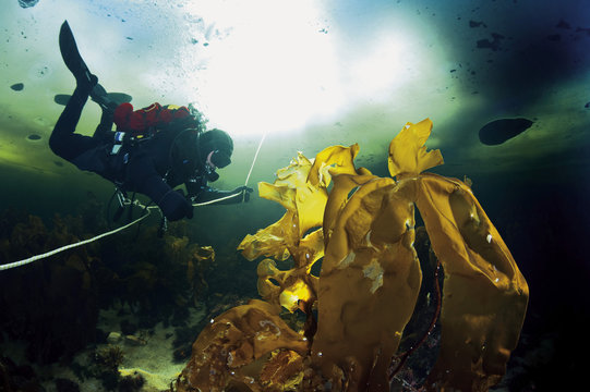 Russia, Arctic Circle Dive Centre, polar circle, ice diver