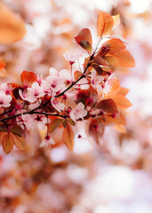 Blossoms on a sunny day