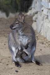 Naklejka na ściany i meble female with young in a pouch, Bennett's wallaby, Macropus rufogriseus