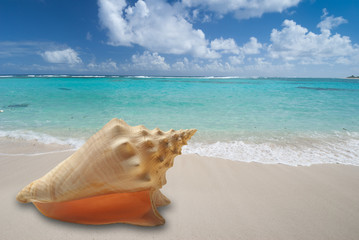 Obraz na płótnie Canvas Large conch shell on sandy beach