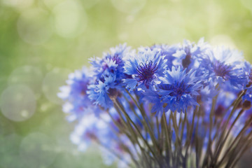 Obraz premium Beautiful bouquet of cornflowers