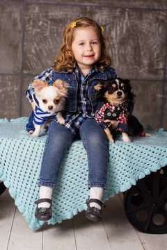 Little girl is sitting with chuhuahua dogs
