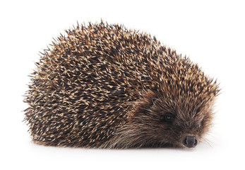 Prickly hedgehog.