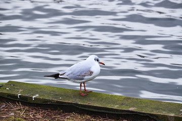 Young seagull standing on a wood plank edge, at the edge of a lake in denmark