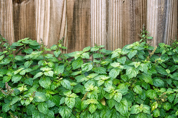 patchouli plant in front of brown fence