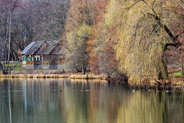 Wild ducks on the lake in the spring