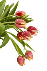 Bukiet z pięknych tulipanów na białym tle.
Kilka świeżych  czerwonych  tulipanów  na białym tle.