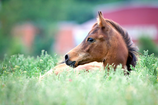 Arabian foal lying in field in a grass