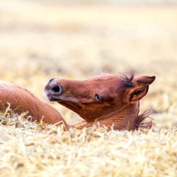 Foal lies on hay, Arabian horse, square