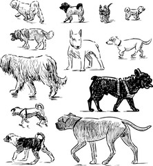 sketches of different dogs