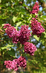 Сирень сиреневого цвета весной.