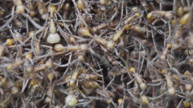 Army ants or marabunta in a red in which huge numbers of ants forage make their nest. 4k