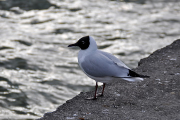 Seabird Wallersee