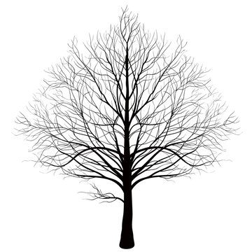 tree on a white background symmetry