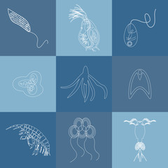 plankton outline icon