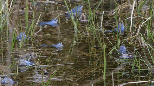 Blue males of Moor frog in a pond in spring