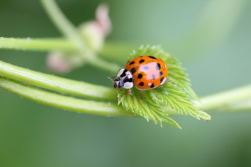 Naklejka premium Asian ladybird (Harmonia axyridis)