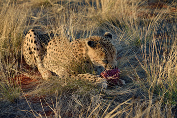 Africa. Namibia. Cheetah
