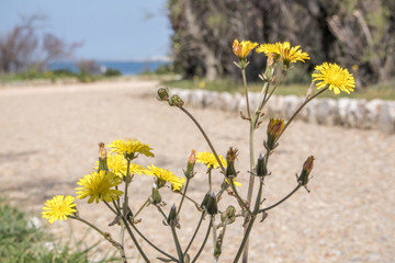 Primavera sul mare (Livorno).