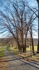 Empty tree lined road in countryside